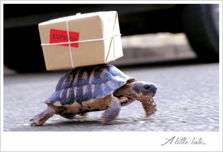 Pictura belated birthday card featuring a cute turtle and package design, perfect for sending thoughtful birthday wishes.